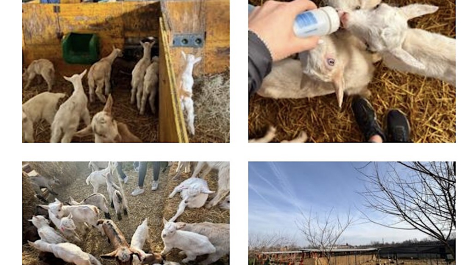 Marano Ticino: alla scoperta di natura, animali e prodotti a km 0 